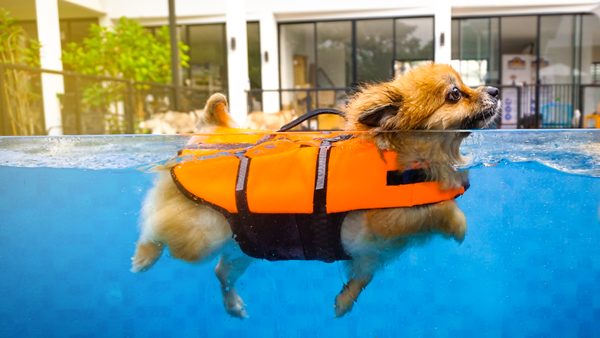 Dog proof sales pool