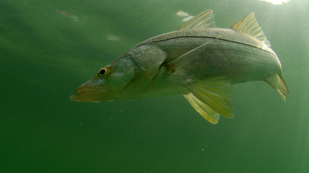 The Best Snook Fishing Spots in Sarasota and How to Catch Them